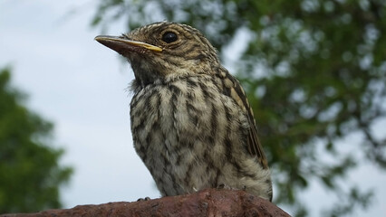 Spotted flycatcher sitting on a gatepost in the UK