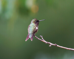 Obraz na płótnie Canvas ruby throat hummingbird standing on the branch