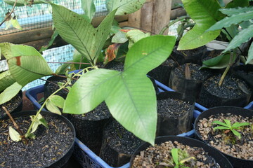 beauty plant photo with aesthetic background