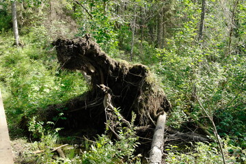 Fallen trees more often than the forest