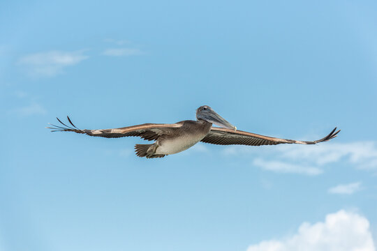 Pelican gliding