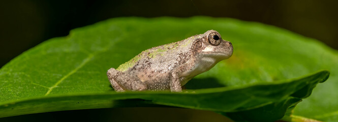 A panorama of an inquisitive Cope's Gray Treefrog (Hyla chrysochelis) on a nice green leaf....