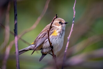 An adorable Yellow-rumped Warbler (Setophaga coronatasmall) perches on a tree branch near the edge of the woods. Raleigh, North Carolina.