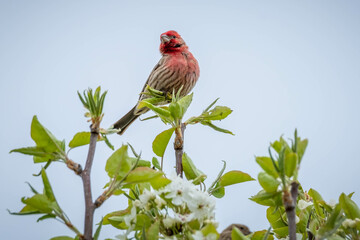 A male House Finch (Haemorhous Mexicanus) proudly perches at the tip top of a blooming tree in early spring. Raleigh, North Carolina.