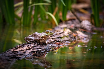 An American Bullfrog (Lithobates catesbeianus) sits on log in a pond. Raleigh, North Carolina.