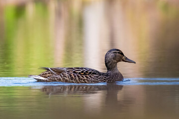 Profile of a female Mallard, (Anas platyrhynchos) with a soft background. Raleigh, North Carolina.