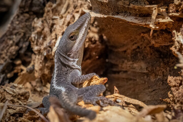 A Green Anole (Anolis carolinensis) in gray form skeptically looks back at the viewer. Raleigh, North Carolina.