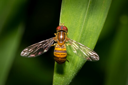 Top view of a tiny Maize Calligrapher (Toxomerus politus) resting on a blad of grass. Raleigh, North Carolina.