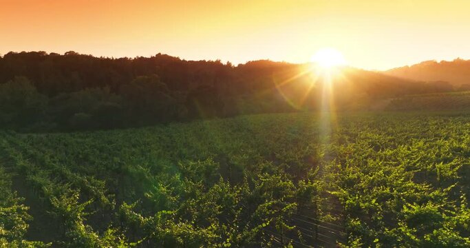 Green bushes of vine in the sunrays at sundown. Vine valley surrounded by thick woods. Aerial view.