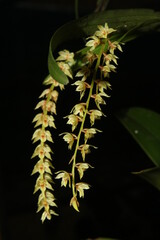 beauty plant photo with aesthetic background
