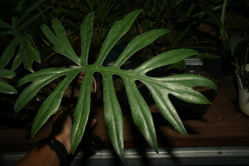 beauty plant photo with aesthetic background