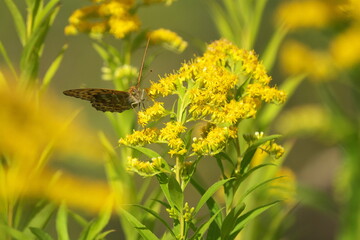 セイタカアワダチソウの花の蜜を吸いに来たミドリヒョウモン