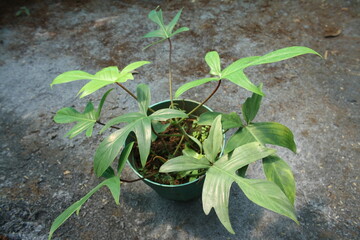 beauty plant photo with aesthetic background