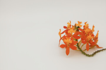 Epidendrum Ibaguense Crucifix Orchid Orange flower