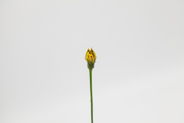 A single closed dandelion flower stem on white background