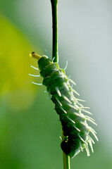 green caterpillar on a leaf