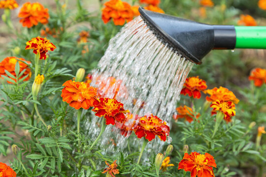 Watering red orange tagetes, marigold flower with watering can in garden close up