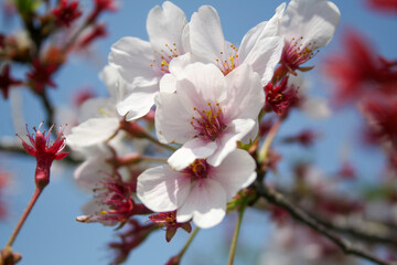 Cherry blossoms blooming in Japan.