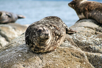 Seal relaxing on rocks in the Howe Sound near Vancouver, Canada.