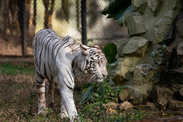A white tiger looking attentively at something that has caught its attention.