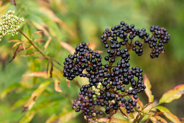 Clusters fruit black elderberry in garden. Sambucus nigra. Common names: elder, black elder, European elder, European elderberry and European black elderberry.