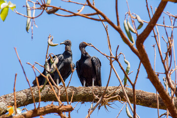 Couple of vultures on top of the tree