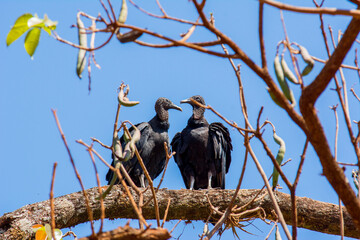 Couple of vultures on top of the tree