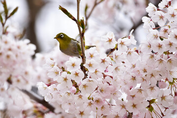 メジロと桜