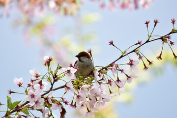 ニュウナイスズメのオスと桜