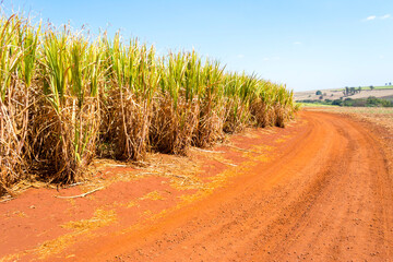 Sugarcane plantation on sunny day