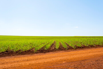 Sugarcane plantation on sunny day