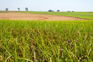 Obraz premium Sugarcane plantation on sunny day