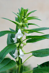 Sesame seed crop