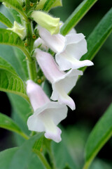 Obraz premium Sesame seed crop