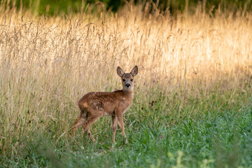 Rehkitz (Capreolus capreolus)  am Feldrand