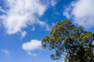 australian bush and nature in a national park