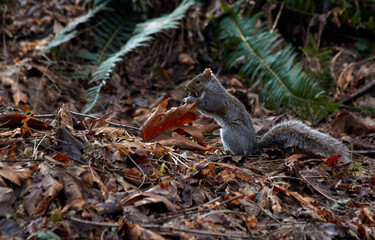 Naklejka na ściany i meble Squirrel Eating a Nut