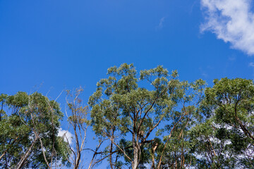 trees in the bush and forest 