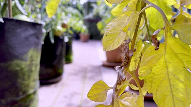 yellow leaves on sick tomato plant