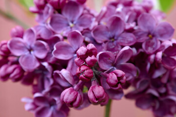 Fototapeta na wymiar Beautiful Purple Lilac Flowers