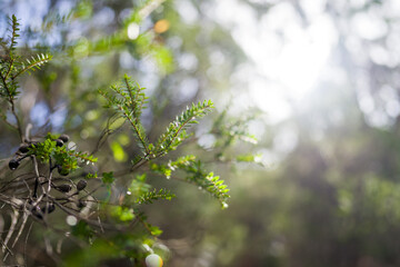 Trees and plants in a forest 