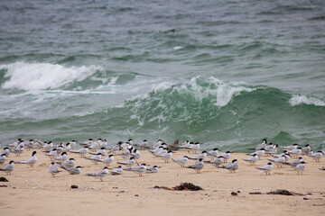 Plover Colony Landscape At The Beach. Large Number Of Birds At The Sand Beach With Waves Background