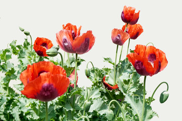 Obraz premium Poppies with red flowers