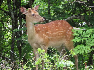 後ろを気にして振り返る三峯神社そばに現れた野生の鹿
