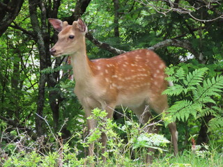 三峯神社そばに現れた野生の鹿