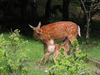 母鹿のお乳を飲む三峯神社そばに現れた野生の鹿