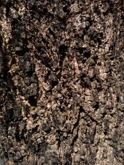 bark of a tree