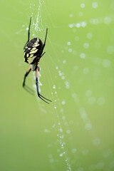 Garden Spider