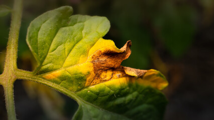 The process of infecting a green leaf of a tomato with a fungal infection by phytophthora close-up. Yellowed dry leaf of a plant due to a disease