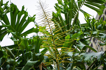 Fruto tropical Corozo - Bactris guineensis